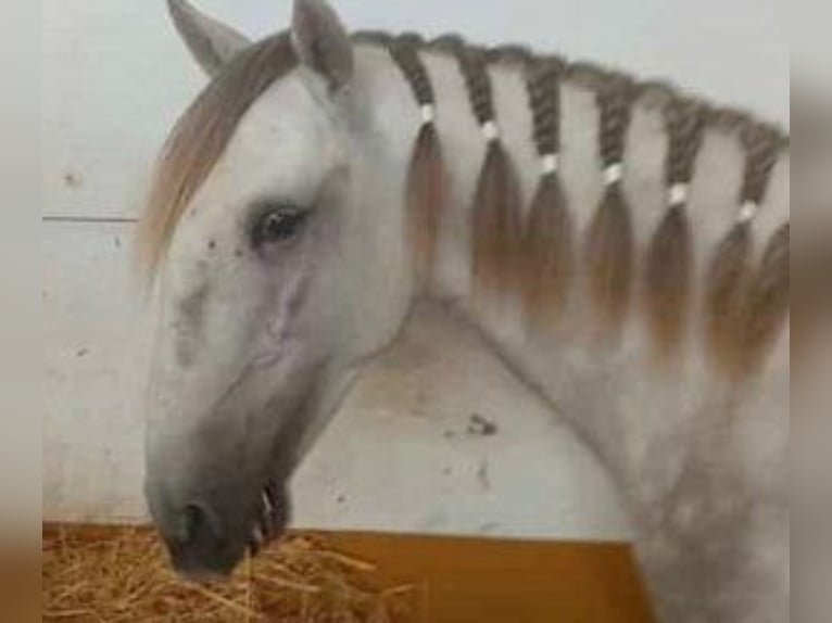 Lusitanos Mestizo Semental 5 años 160 cm Tordo in Alicante