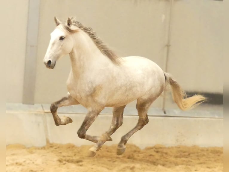 Lusitanos Mestizo Semental 5 años 160 cm Tordo in Alicante