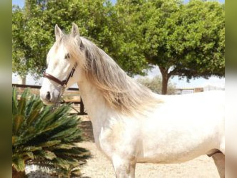 Lusitanos Mestizo Semental 5 años 160 cm Tordo in Alicante