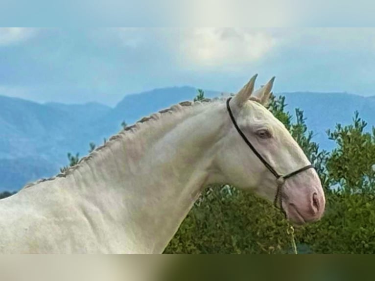 Lusitanos Semental 5 años 162 cm Cremello in Martfeld