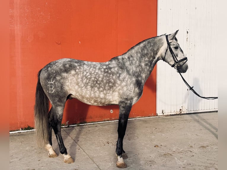 Lusitanos Semental 5 años 162 cm Tordo rodado in Madrid