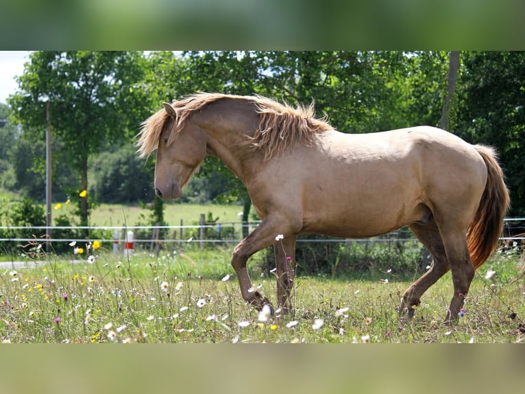 Lusitanos Semental 5 años 163 cm Perla in goven