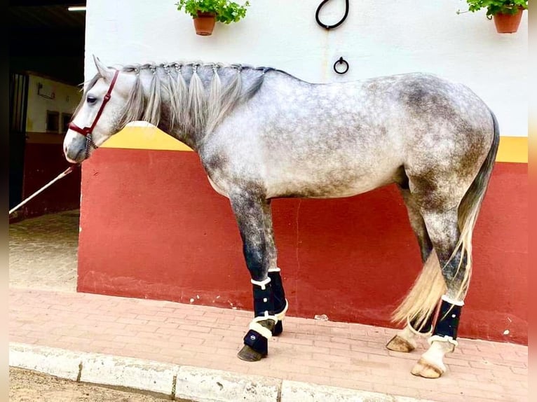 Lusitanos Semental 5 años 163 cm Tordo in Huelva
