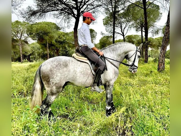 Lusitanos Semental 5 años 163 cm Tordo in Huelva