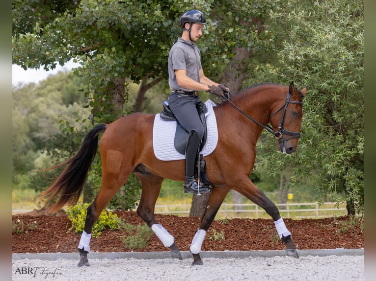 Lusitanos Semental 5 años 164 cm Castaño in Vale do Pau Queimado