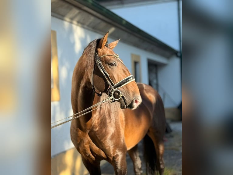 Lusitanos Semental 5 años 164 cm Castaño in Porto