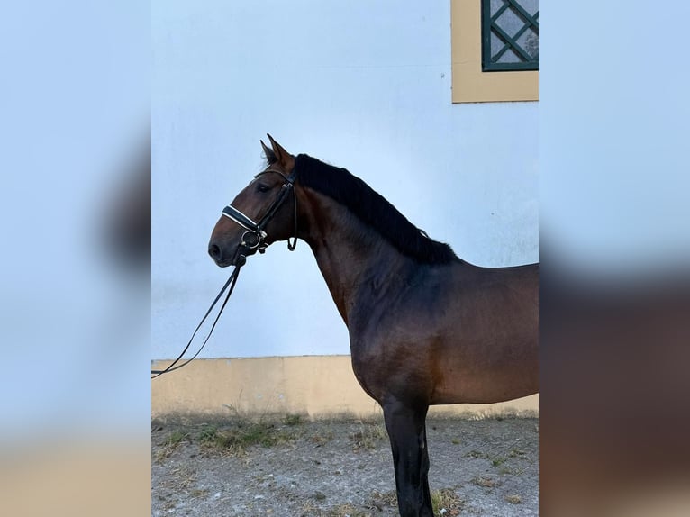 Lusitanos Semental 5 años 164 cm Castaño in Porto