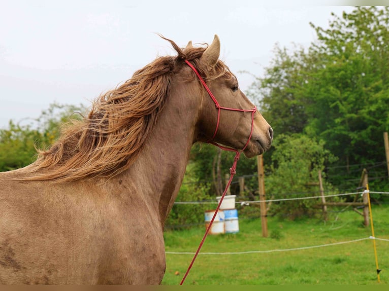 Lusitanos Semental 5 años 164 cm Perla in Lothey