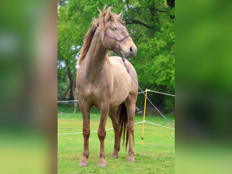 Lusitanos Semental 5 años 164 cm Perla in Lothey