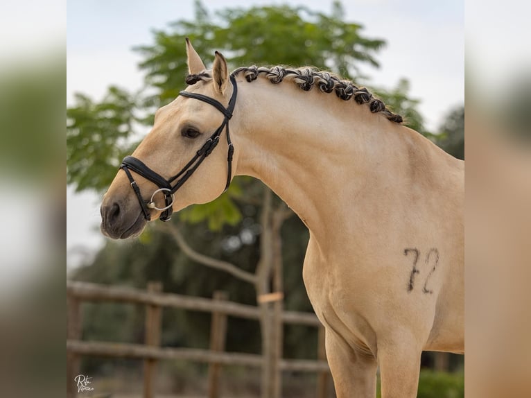 Lusitanos Semental 5 años 165 cm Bayo in Lisboa