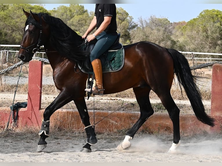 Lusitanos Semental 5 años 165 cm Castaño in Mallorca