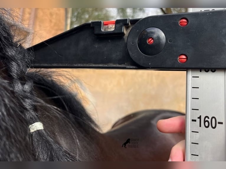 Lusitanos Semental 5 años 165 cm Castaño in Mallorca