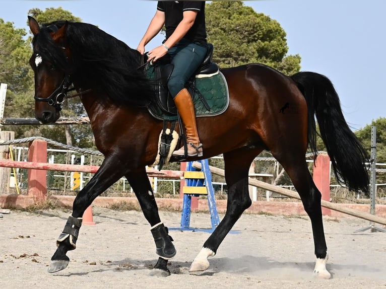 Lusitanos Semental 5 años 165 cm Castaño in Mallorca
