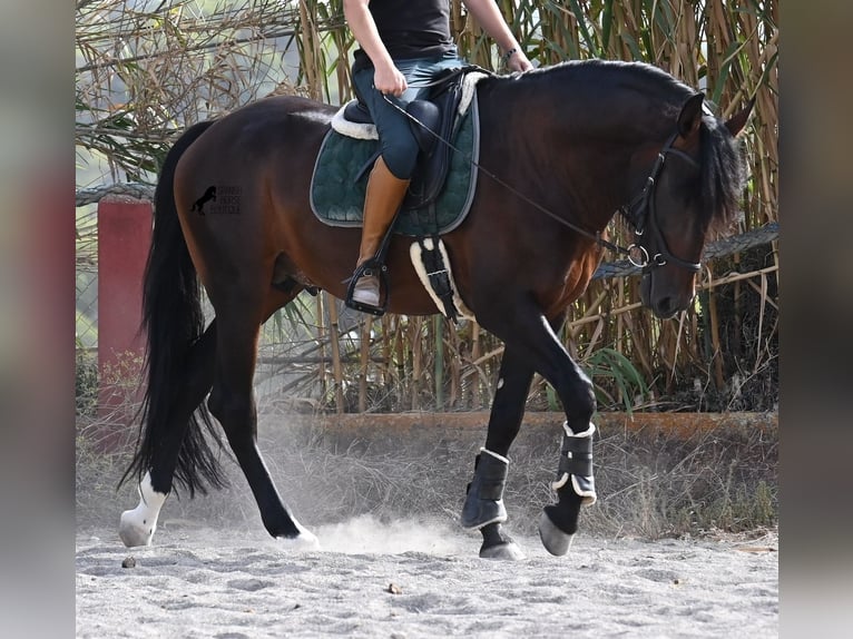 Lusitanos Semental 5 años 165 cm Castaño in Mallorca