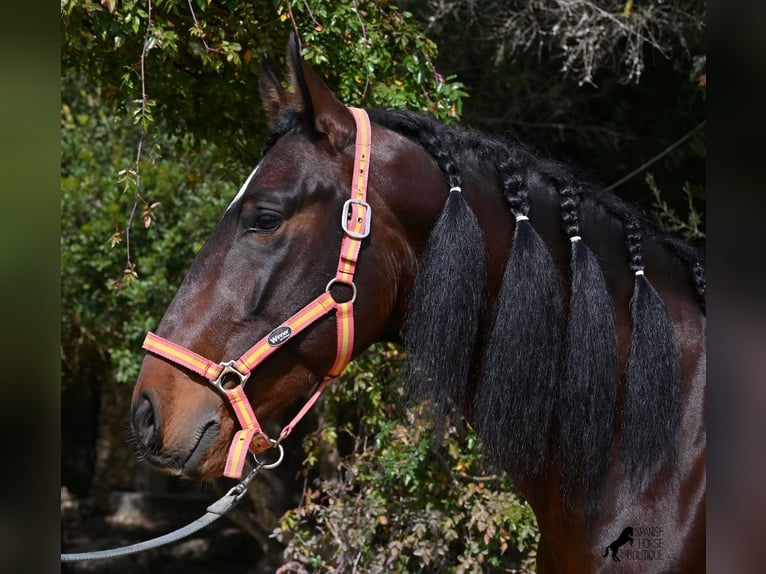 Lusitanos Semental 5 años 165 cm Castaño in Mallorca