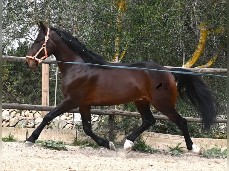 Lusitanos Semental 5 años 165 cm Castaño in Mallorca
