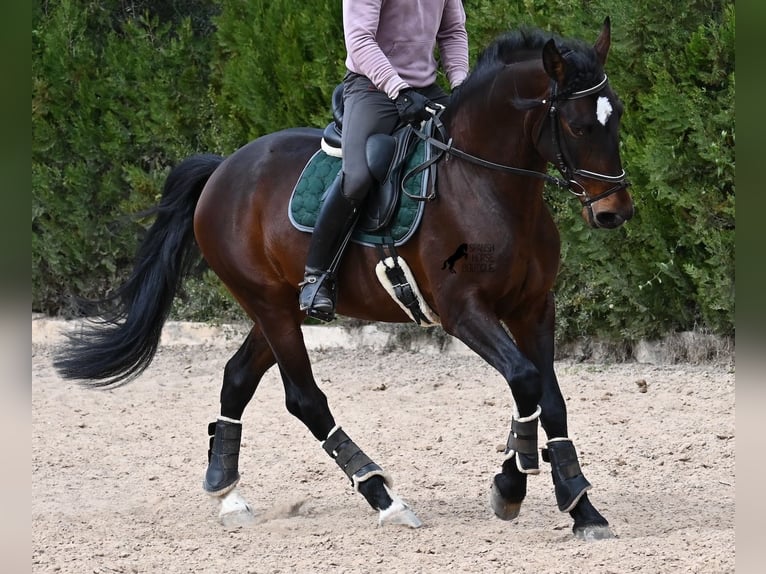 Lusitanos Semental 5 años 165 cm Castaño in Mallorca