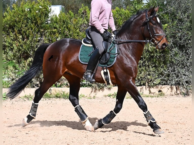 Lusitanos Semental 5 años 165 cm Castaño in Mallorca