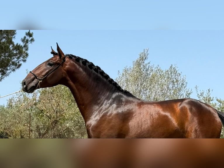 Lusitanos Semental 5 años 165 cm Castaño oscuro in Valencia