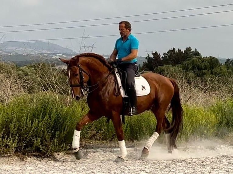 Lusitanos Semental 5 años 167 cm Alazán in Almargem do Bispo