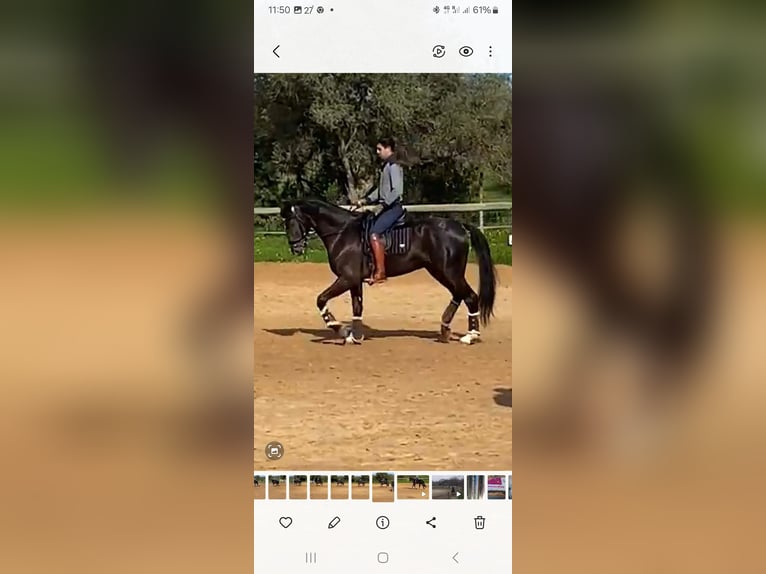 Lusitanos Mestizo Semental 5 años 168 cm Negro in Pera