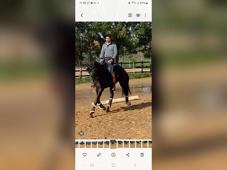 Lusitanos Mestizo Semental 5 años 168 cm Negro in Pera