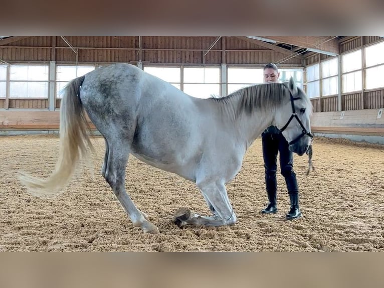 Lusitanos Semental 5 años 168 cm Tordo in Augsburg