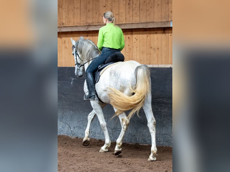 Lusitanos Semental 5 años 168 cm Tordo in Augsburg