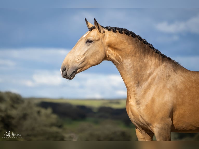 Lusitanos Semental 5 años Bayo in Terrugem Elvas