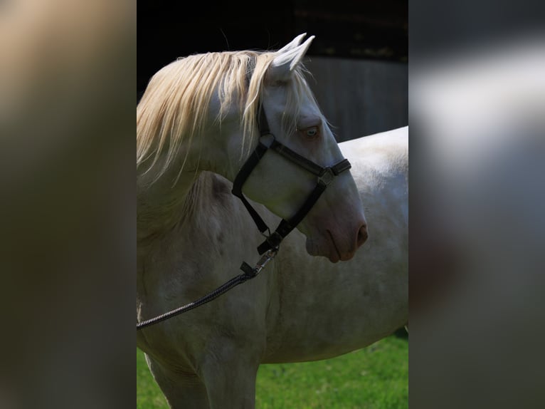 Lusitanos Semental 5 años Perlino in Kodersdorf