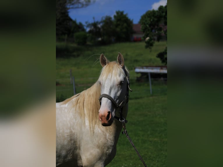 Lusitanos Semental 5 años Perlino in Kodersdorf