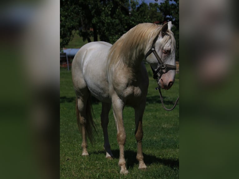 Lusitanos Semental 5 años Perlino in Kodersdorf