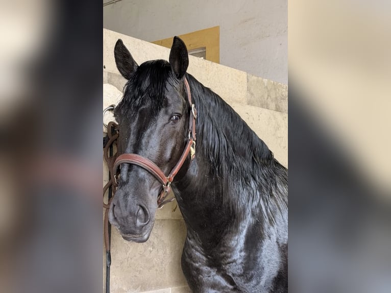 Lusitanos Semental 6 años 155 cm Negro in Caldas da Rainha