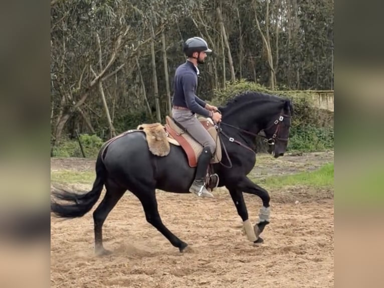 Lusitanos Semental 6 años 155 cm Negro in Caldas da Rainha