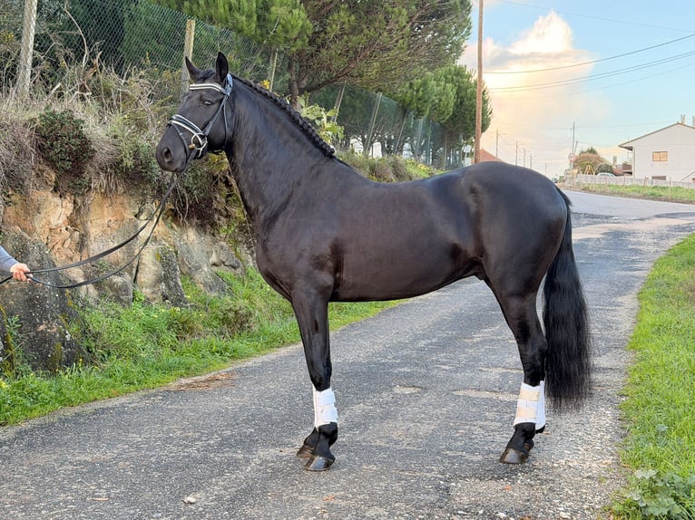 Lusitanos Semental 6 años 155 cm Negro in Caldas da Rainha