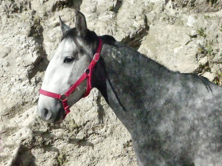 Lusitanos Mestizo Semental 6 años 155 cm Tordo in Guarda