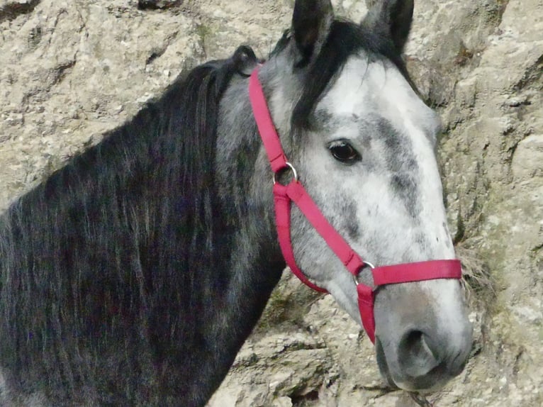 Lusitanos Mestizo Semental 6 años 155 cm Tordo in Guarda