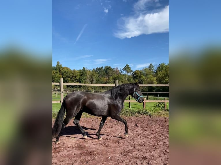 Lusitanos Semental 6 años 158 cm Morcillo in Saligny-sur-Roudon