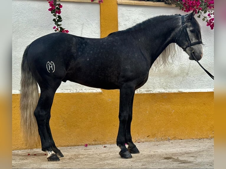 Lusitanos Semental 6 años 161 cm Tordo rodado in Martfeld