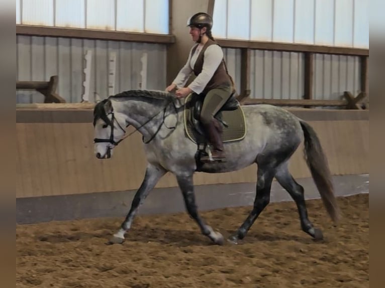 Lusitanos Semental 6 años 163 cm Tordo rodado in Burgwedel