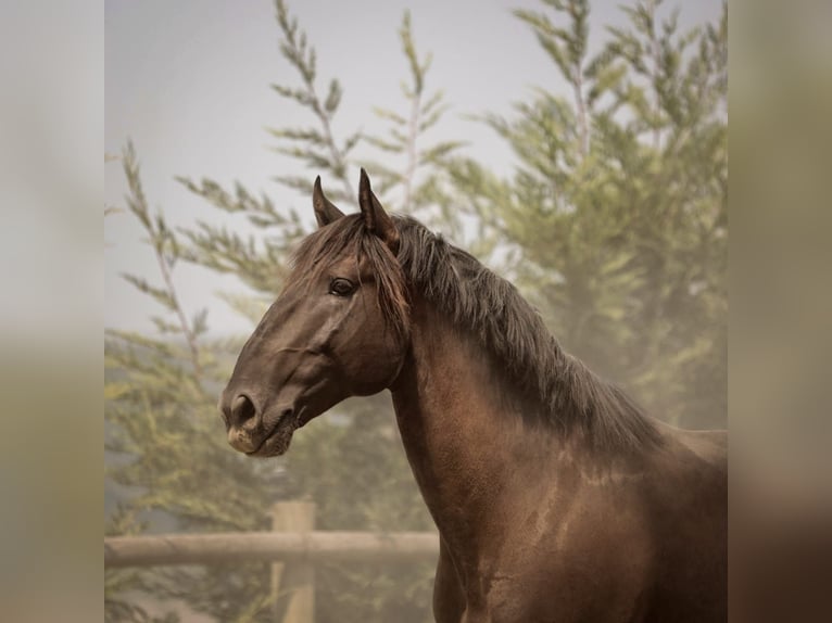 Lusitanos Semental 6 años 166 cm Negro in RIO MAIOR