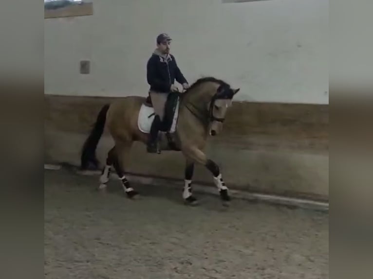 Lusitanos Semental 6 años 167 cm Bayo in TROFA