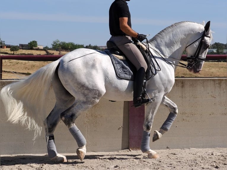 Lusitanos Semental 6 años 168 cm Tordo in Navas Del Madroño