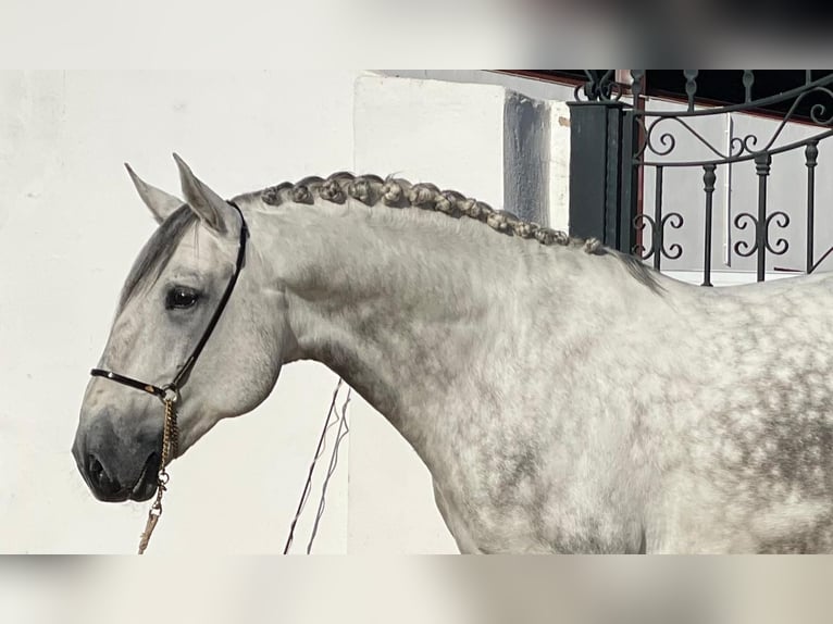 Lusitanos Semental 6 años 170 cm Tordo rodado in Martfeld