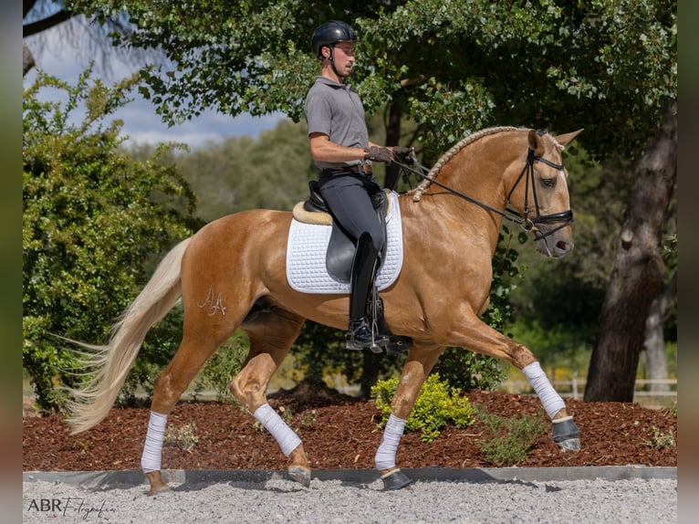 Lusitanos Semental 6 años 174 cm Palomino in St. Estevao