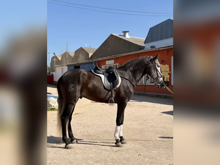 Lusitanos Semental 6 años Castaño in Tarancon