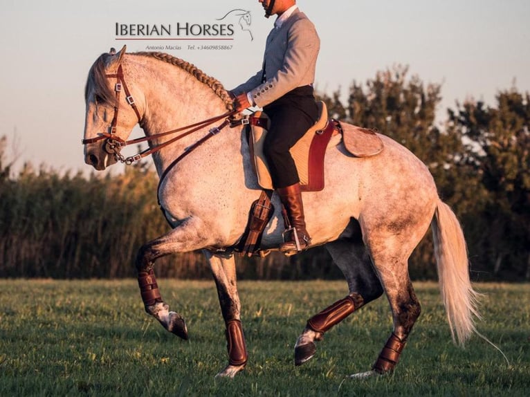 Lusitanos Semental 7 años 158 cm Tordo in Navas Del Madroño Lusitanos Semental 7 años 158 cm Tordo in Navas Del Madroño