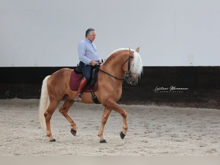 Lusitanos Mestizo Semental 7 años 160 cm Palomino in Rio Maior