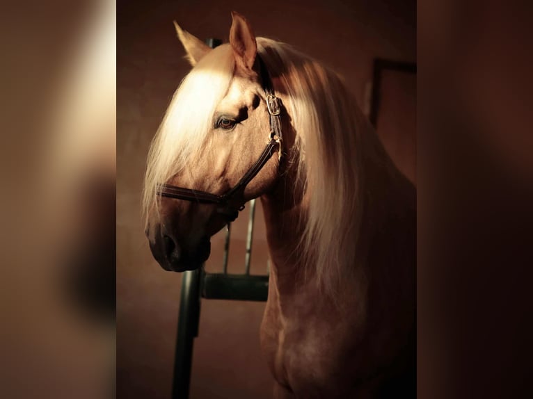 Lusitanos Mestizo Semental 7 años 160 cm Palomino in Rio Maior