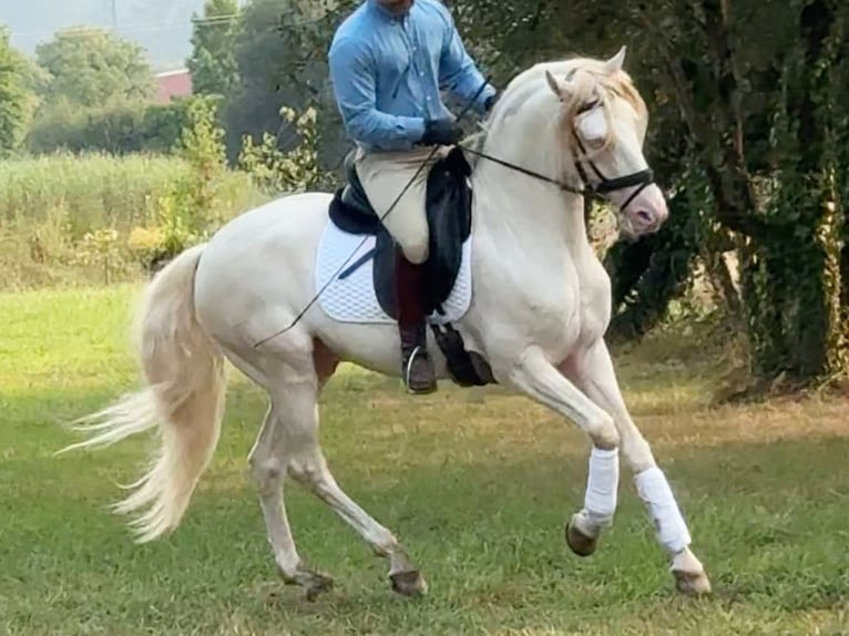 Lusitanos Semental 7 años 160 cm Perlino in Navas Del Madroño